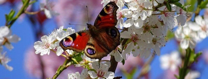 gezond omgaan met de coronacrisis - Reminding Mindfulness Training + Coaching