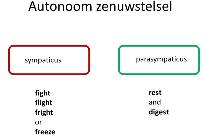 Autonoom zenuwstelsel - Re-Minding Mindfulness Training + Coaching