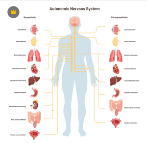 Autonoom zenuwstelsel - Neurobiologie van contact - Oogcontact - Neurobiologie van contact - Re-Minding Mindfulness Training + Coaching